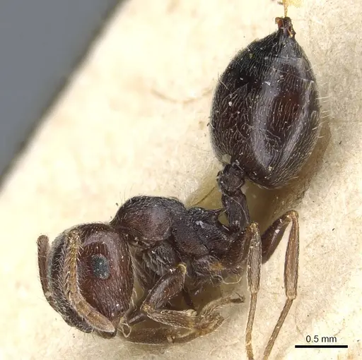 Crematogaster scutellaris - CASENT0904470