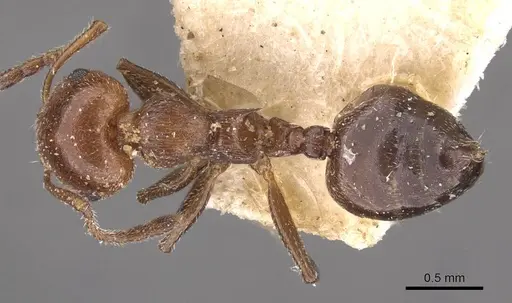 Crematogaster scutellaris - CASENT0908489