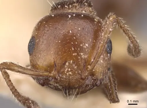 Crematogaster scutellaris - CASENT0908489