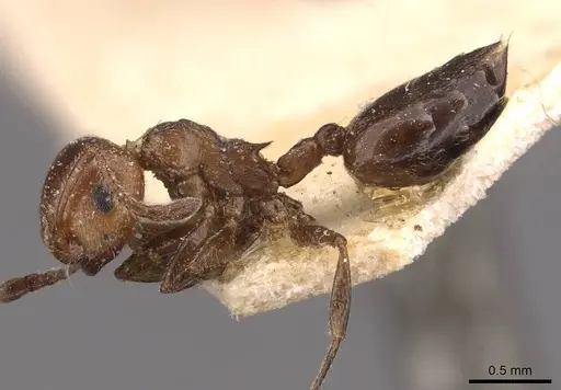 Crematogaster scutellaris - CASENT0908489