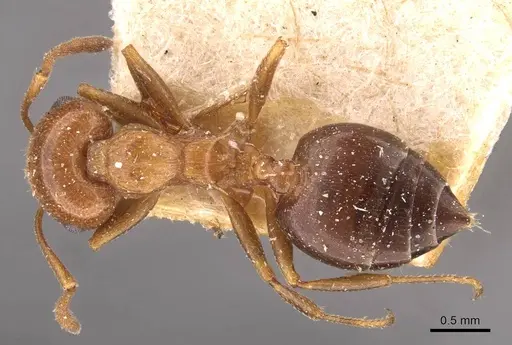 Crematogaster scutellaris - CASENT0908492