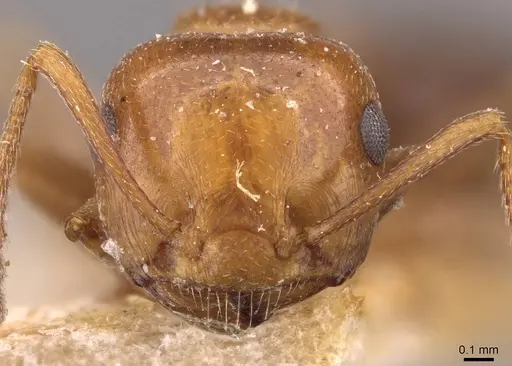 Crematogaster scutellaris - CASENT0908492