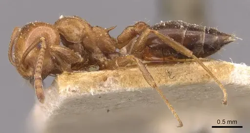 Crematogaster scutellaris - CASENT0908492