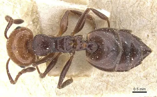 Crematogaster scutellaris - CASENT0912720