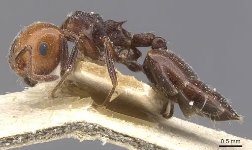 Crematogaster scutellaris - CASENT0912720