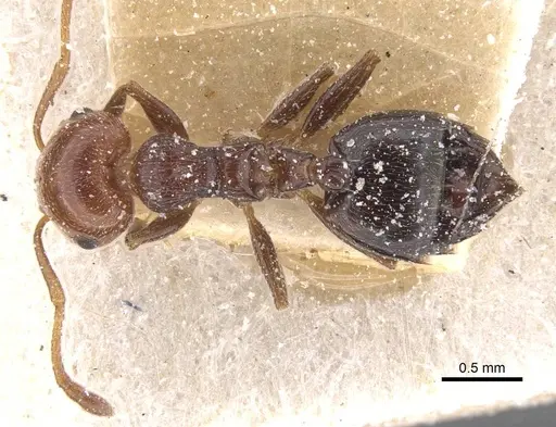 Crematogaster scutellaris - CASENT0912721