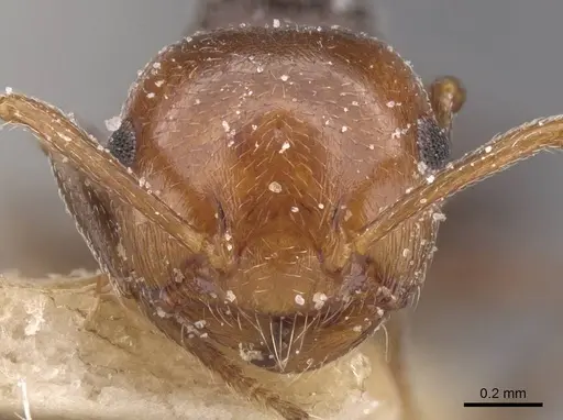 Crematogaster scutellaris - CASENT0912721