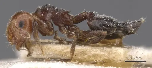 Crematogaster scutellaris - CASENT0912721