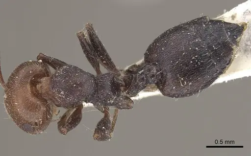 Crematogaster scutellaris - CASENT0919656