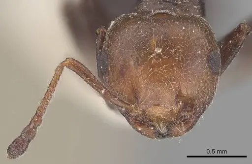 Crematogaster scutellaris - CASENT0919656