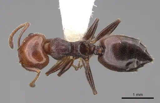 Crematogaster scutellaris - CASENT0922683