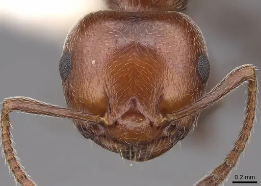 Crematogaster scutellaris - CASENT0922683