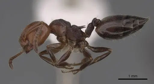 Crematogaster scutellaris - CASENT0922683