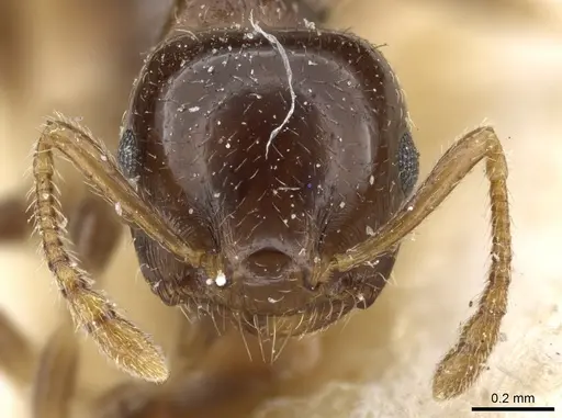 Crematogaster semperi specimen