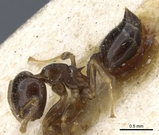 Crematogaster semperi specimen