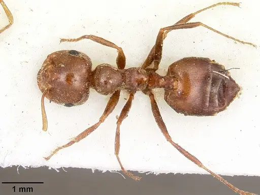 Crematogaster senegalensis specimen