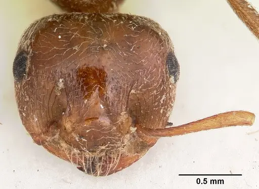 Crematogaster senegalensis specimen