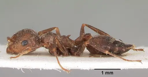 Crematogaster senegalensis specimen
