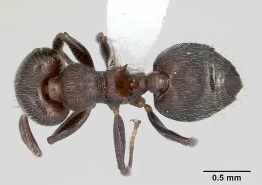 Crematogaster sericea specimen