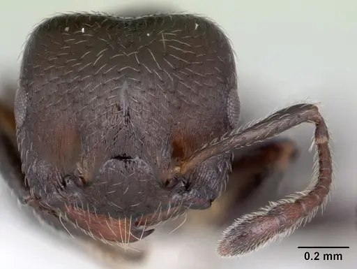 Crematogaster sericea specimen