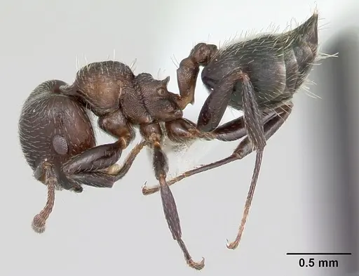 Crematogaster sericea specimen