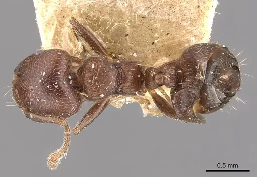 Crematogaster sericea - CASENT0908404
