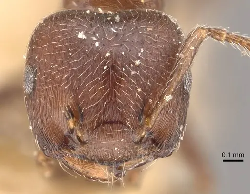 Crematogaster sericea - CASENT0908404