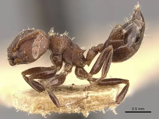 Crematogaster sericea - CASENT0908404