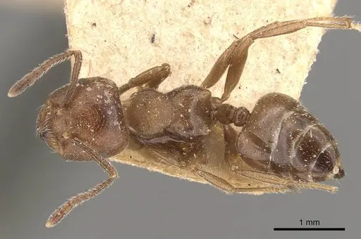 Crematogaster sewardi specimen