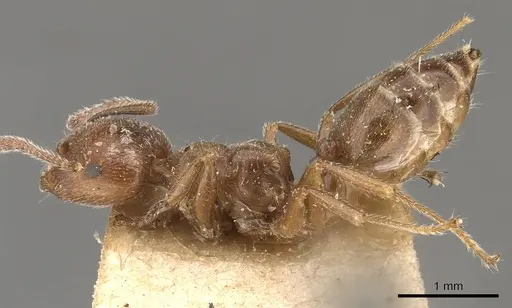 Crematogaster sewardi specimen