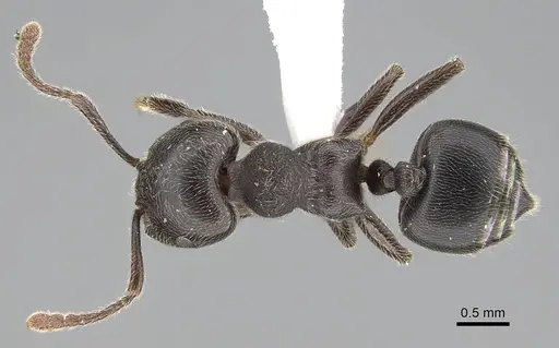Crematogaster sewardi - CASENT0919943