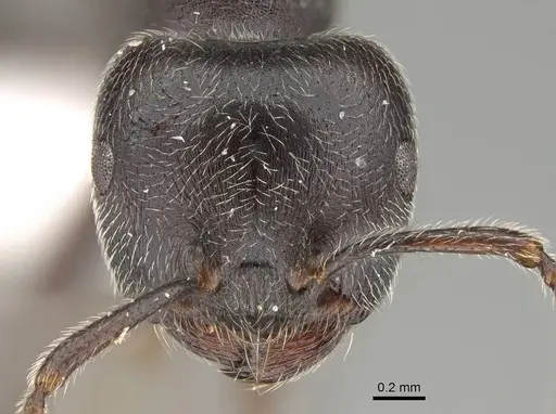 Crematogaster sewardi - CASENT0919943