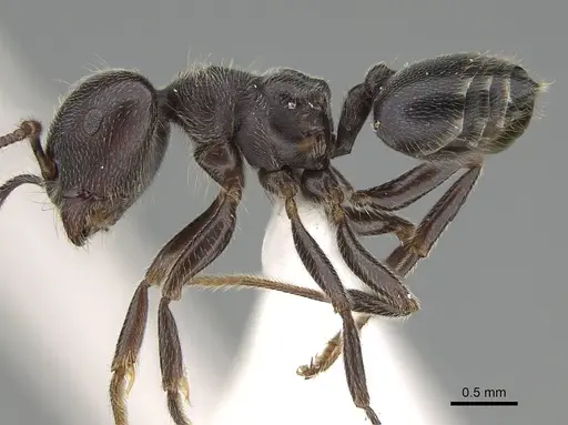 Crematogaster sewardi - CASENT0919943