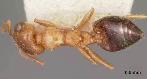 Crematogaster sewellii specimen