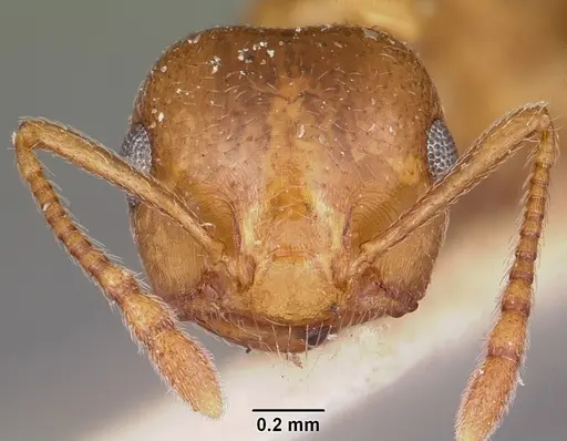 Crematogaster sewellii specimen