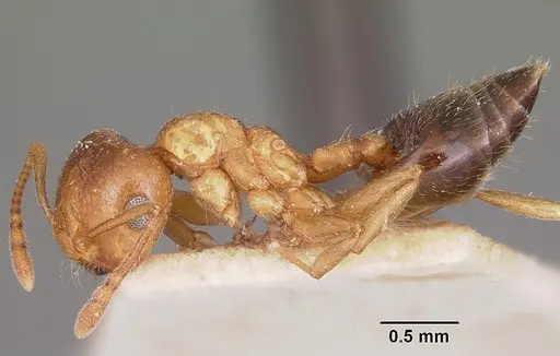 Crematogaster sewellii specimen