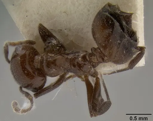 Crematogaster sikkimensis specimen