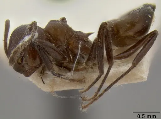 Crematogaster sikkimensis specimen