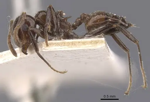 Crematogaster sikkimensis - CASENT0907513