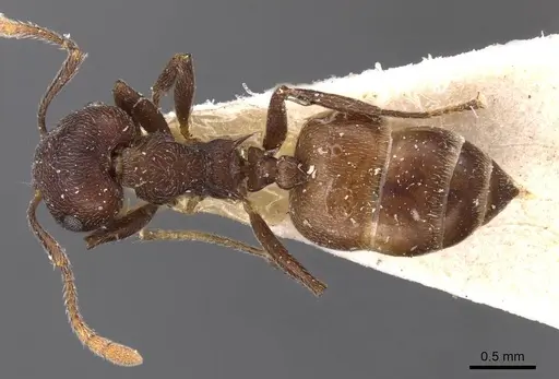 Crematogaster similis specimen