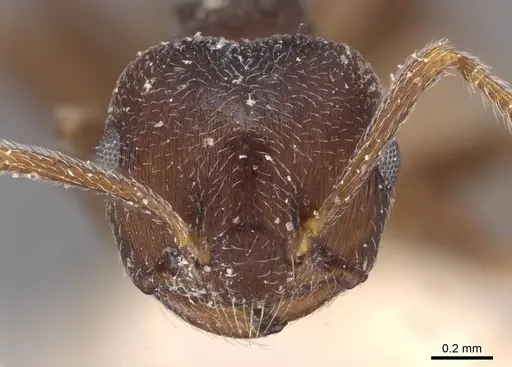 Crematogaster similis specimen