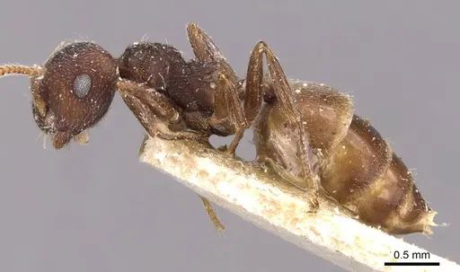 Crematogaster similis specimen