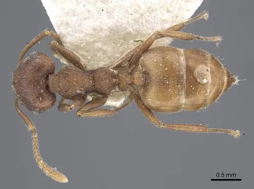 Crematogaster similis - CASENT0916985