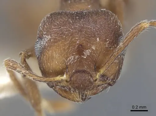 Crematogaster similis - CASENT0916985