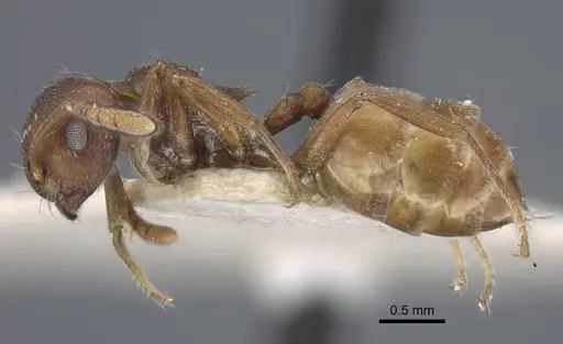 Crematogaster similis - CASENT0916985