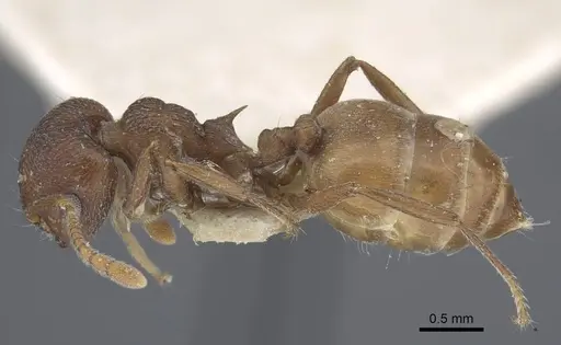 Crematogaster similis - CASENT0916985