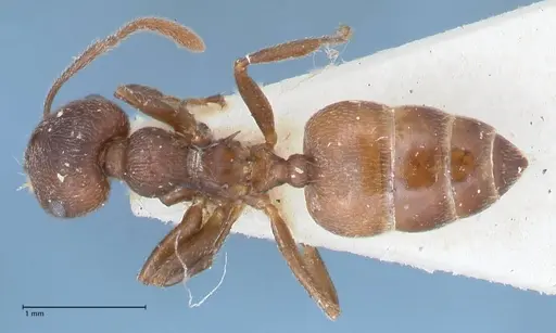 Crematogaster similis - FOCOL1522