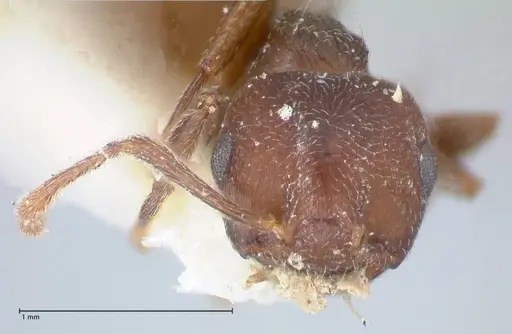 Crematogaster similis - FOCOL1522