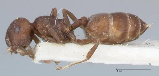 Crematogaster similis - FOCOL1522