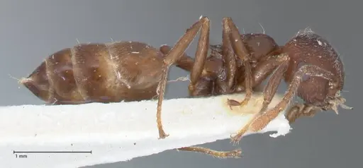 Crematogaster similis - FOCOL1522